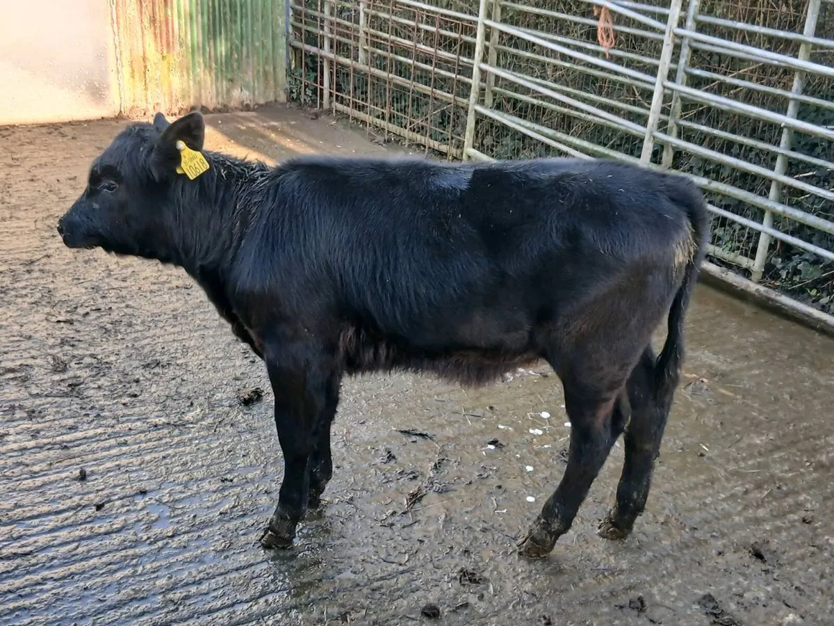 SUPER AA HEIFER CALF OUT OF A SUPER SUCKLING - Image 4