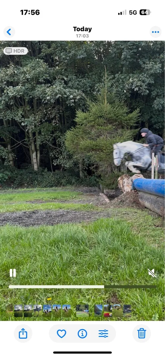 5 Year Old Gelding. - Image 3