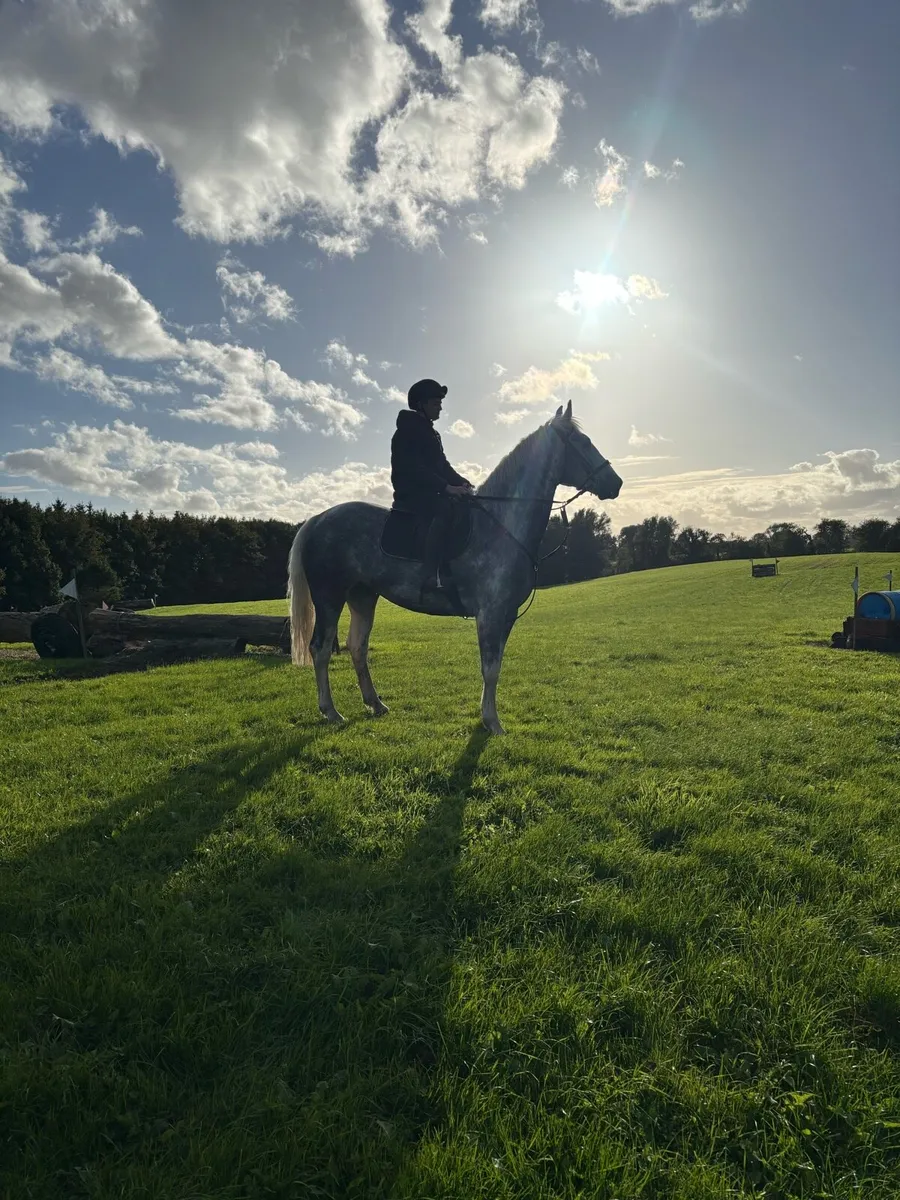 5 Year Old Gelding. - Image 4
