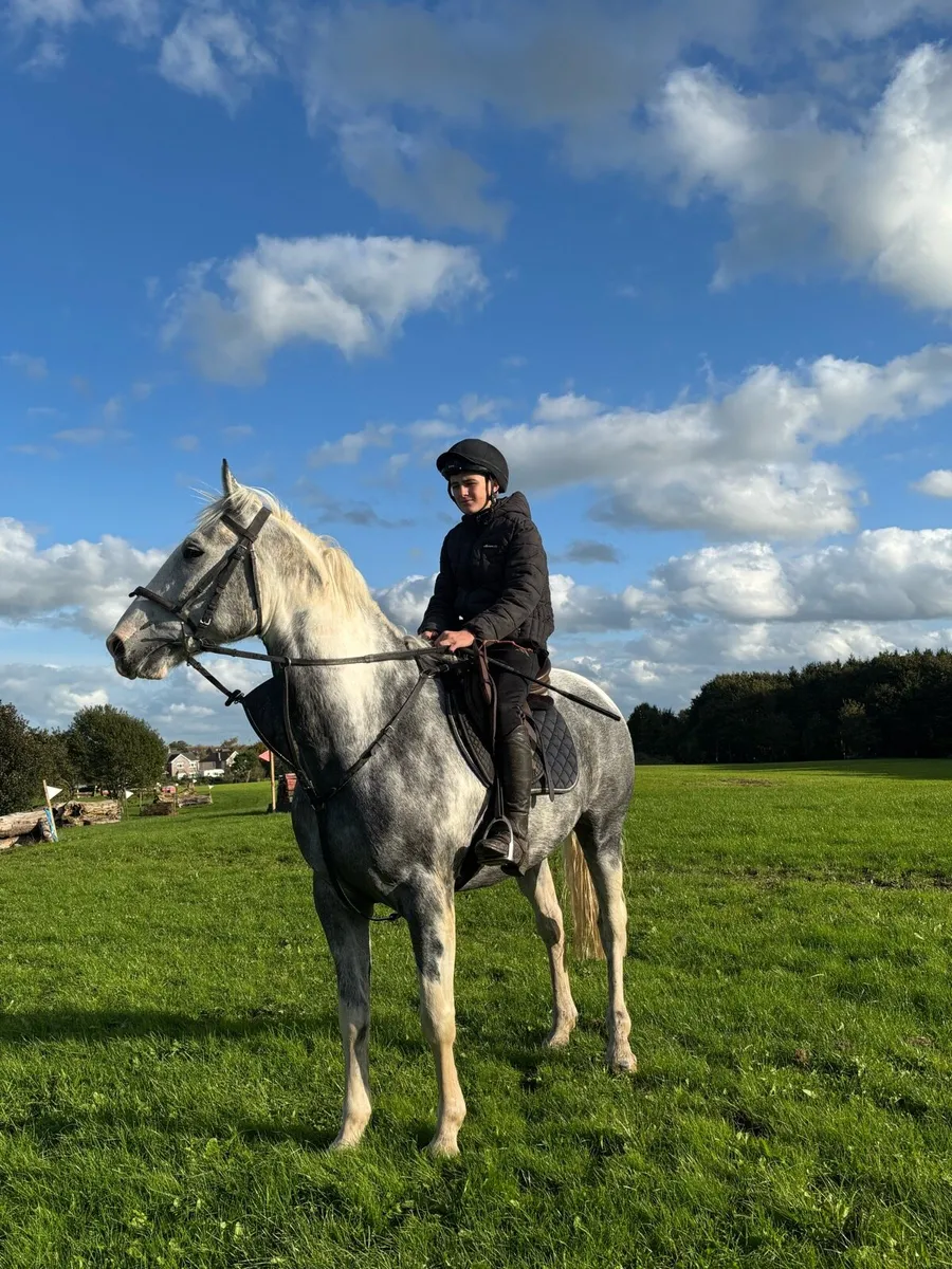 5 Year Old Gelding. - Image 1