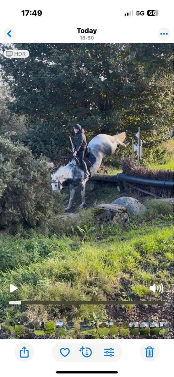 5 Year Old Gelding. - Image 2