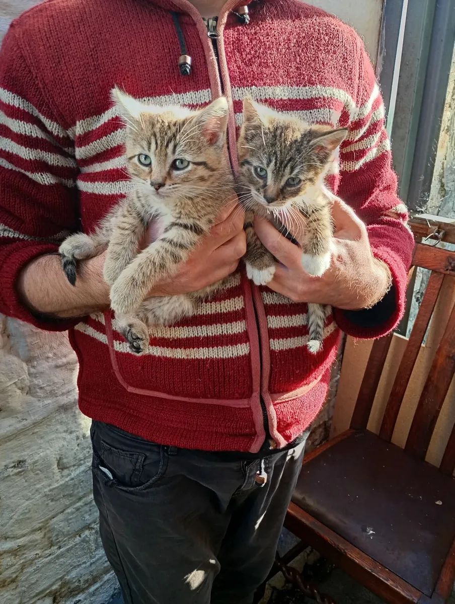 Kittens - Image 1