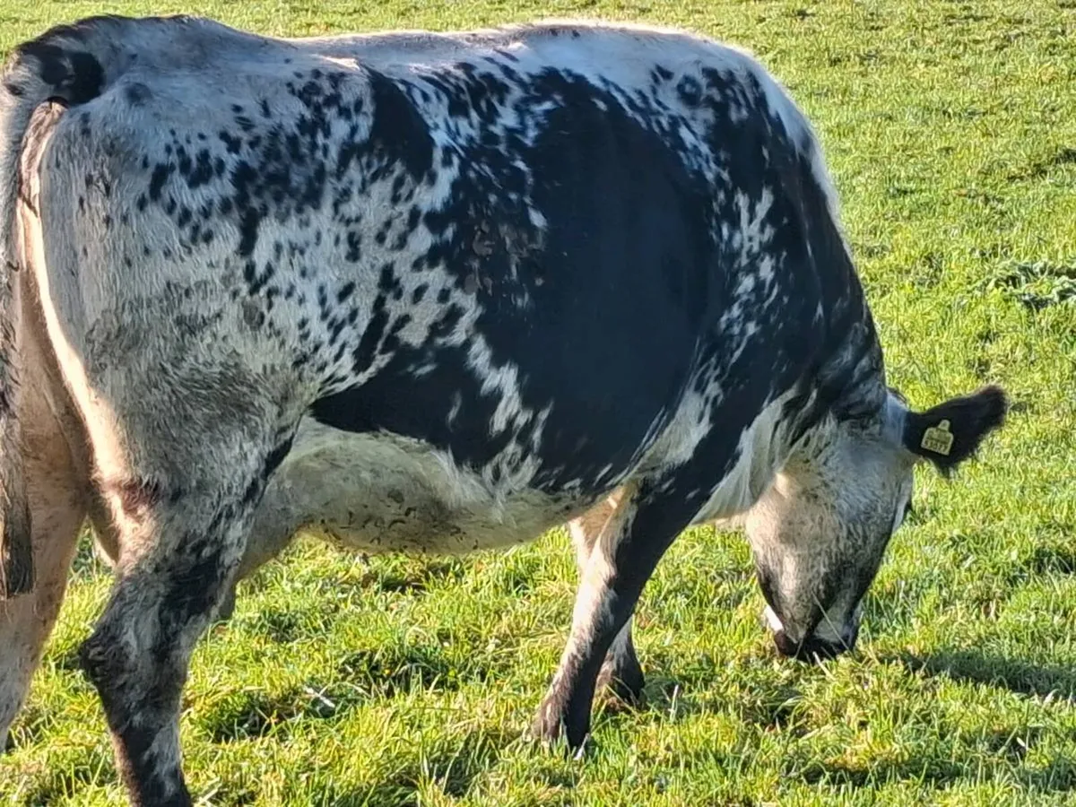 🌟In Calf Suckler Cows🌟 - Image 1