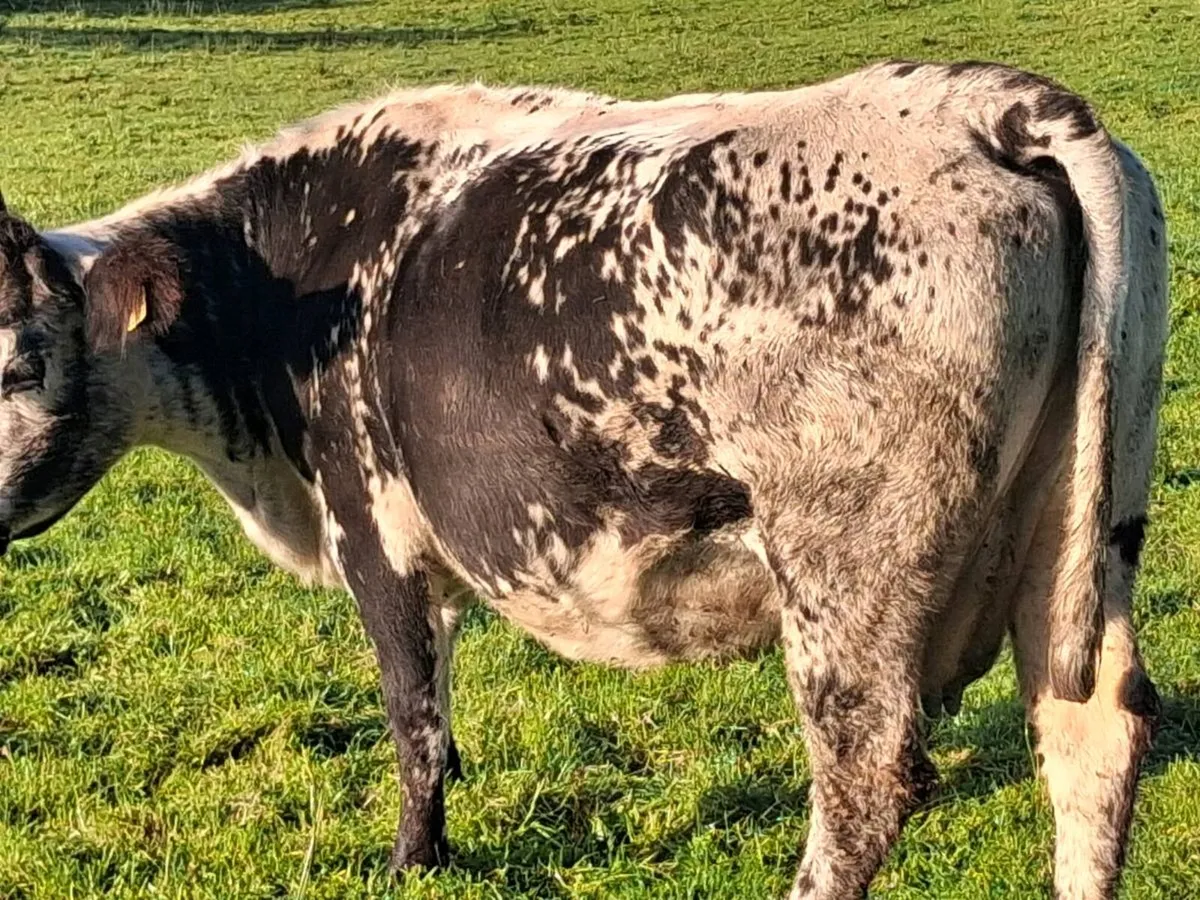 🌟In Calf Suckler Cows🌟 - Image 2