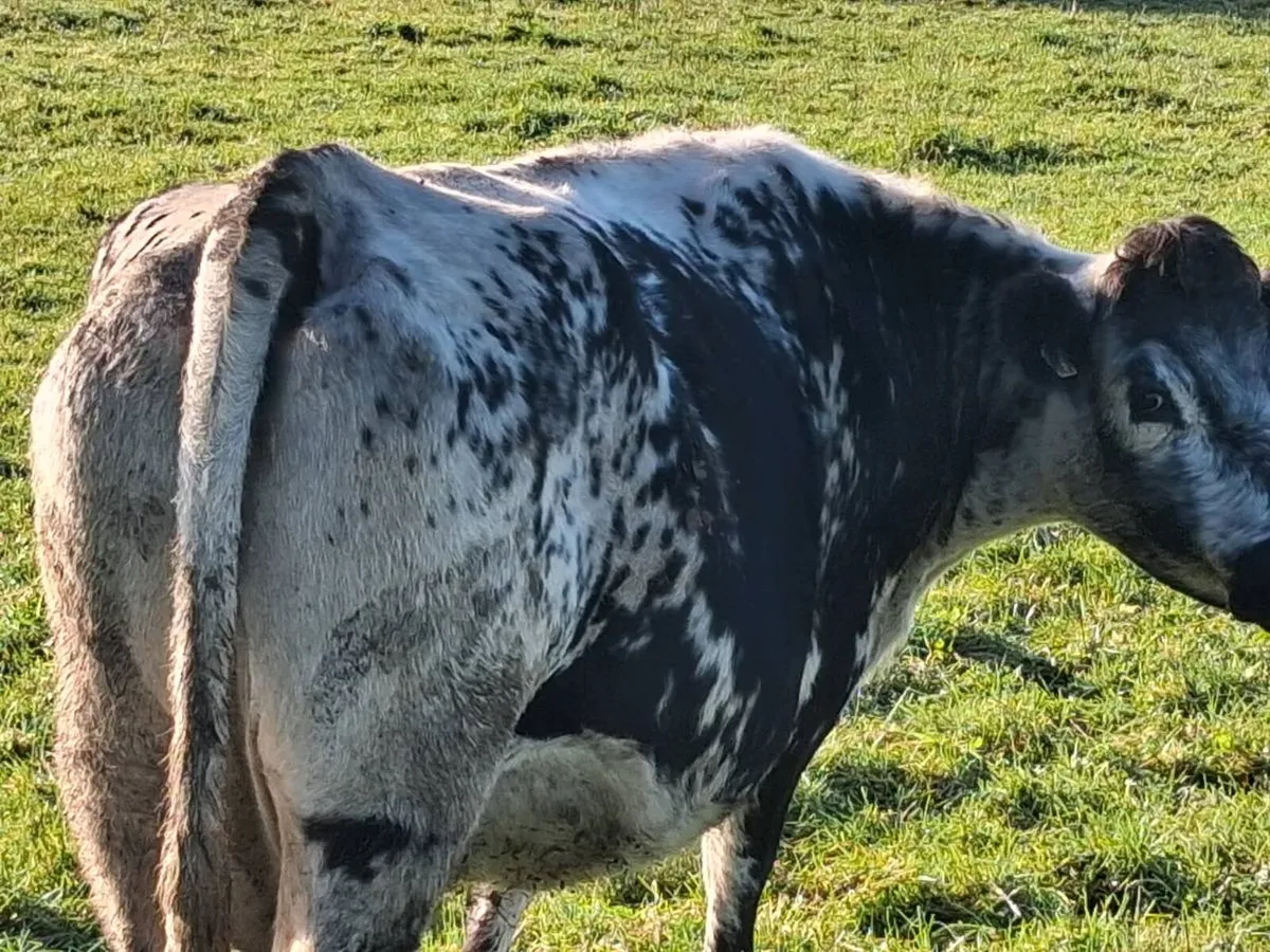 🌟In Calf Suckler Cows🌟 - Image 3