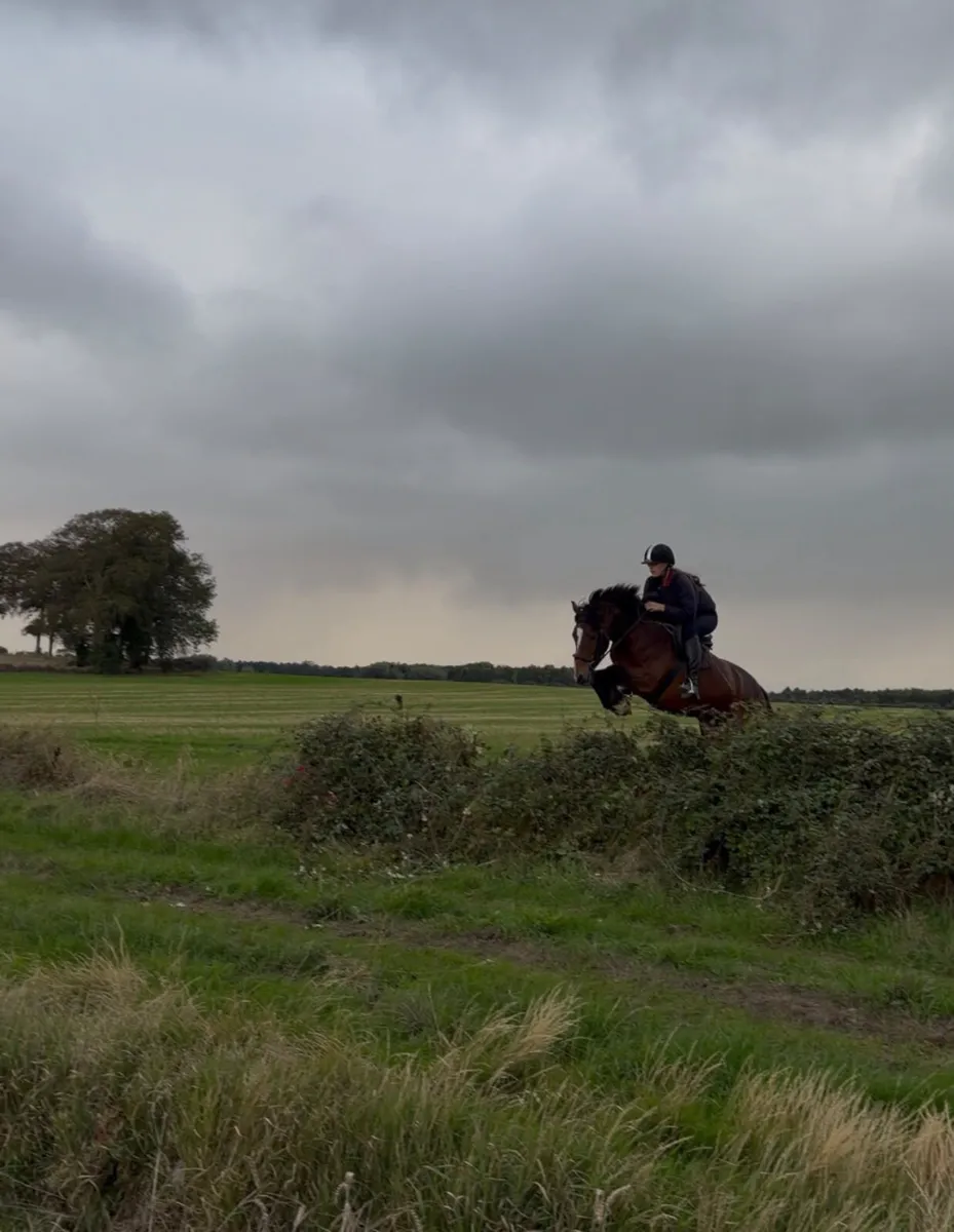 14.1hh Irish Sport Pony - Image 2