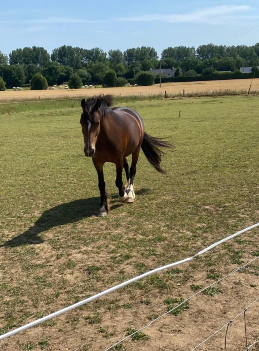14.1hh Irish Sport Pony - Image 3