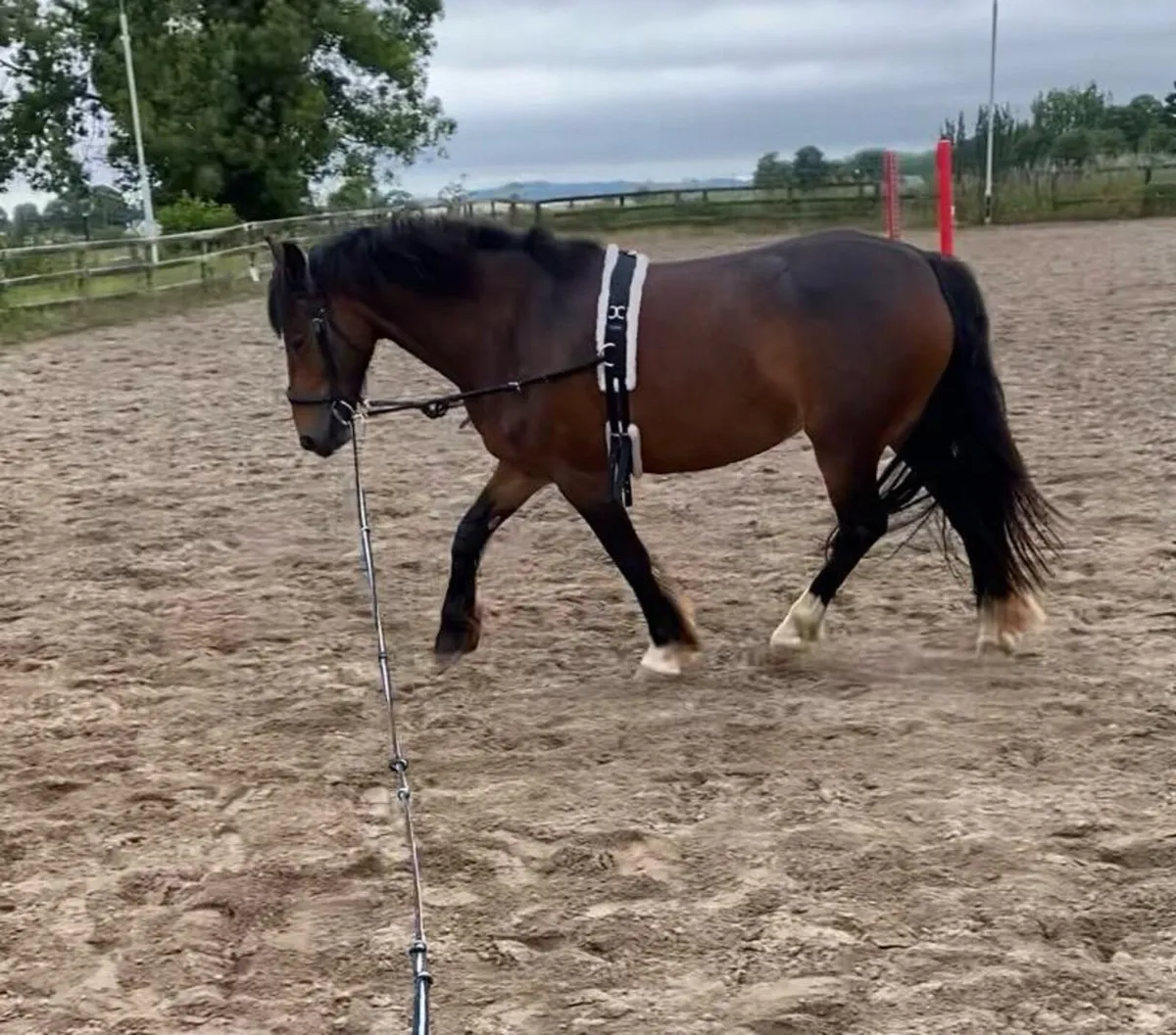 14.1hh Irish Sport Pony - Image 4
