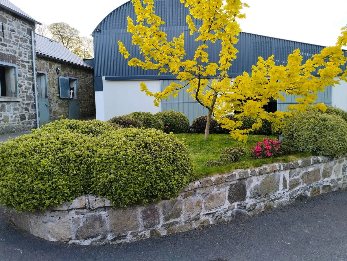 Rehabilitation, full livery breaking in Ballyhale. - Image 1