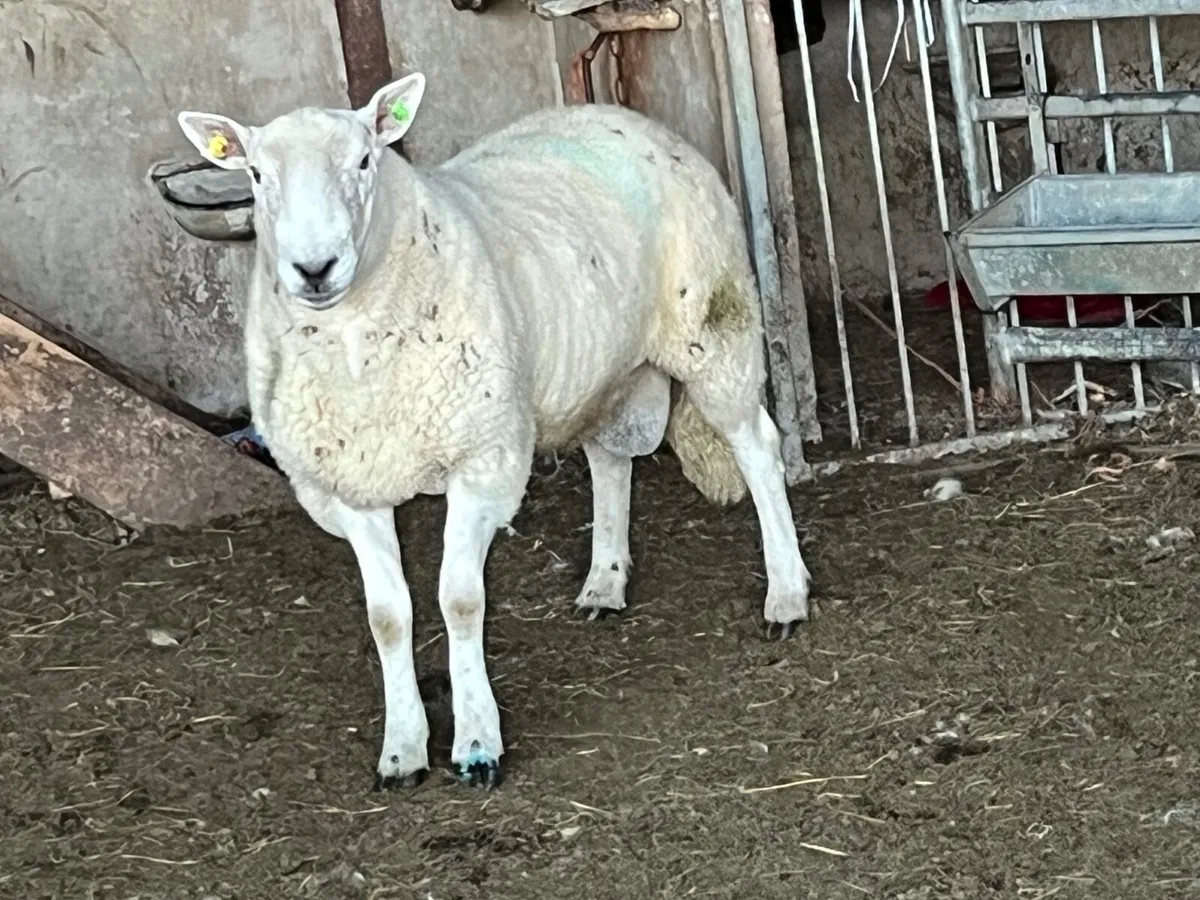 SIS Cheviot ram - Image 1