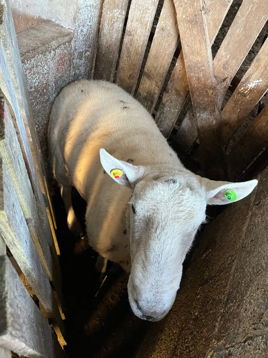 SIS Cheviot ram - Image 2