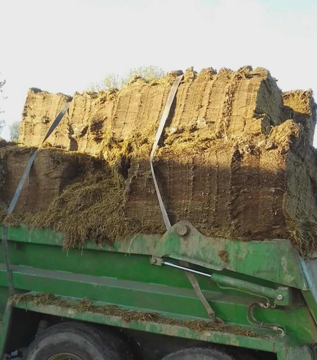 Top Quality 1st cut Pit Silage & Bales - Image 2