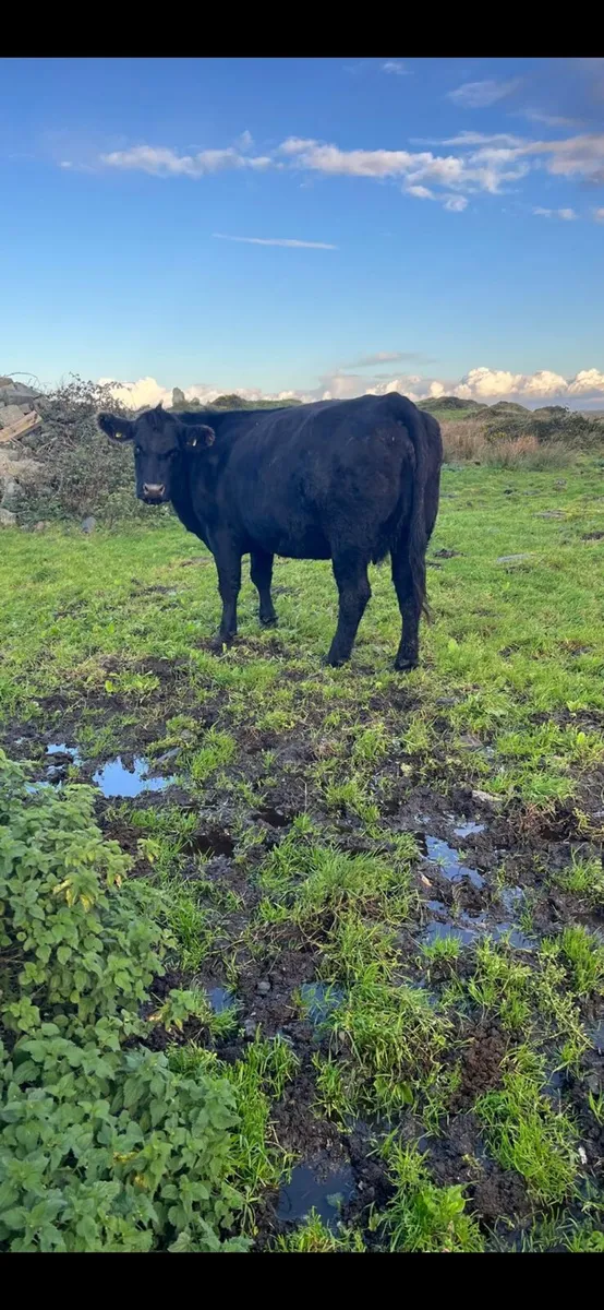 Pedigree Angus Cow - Image 1