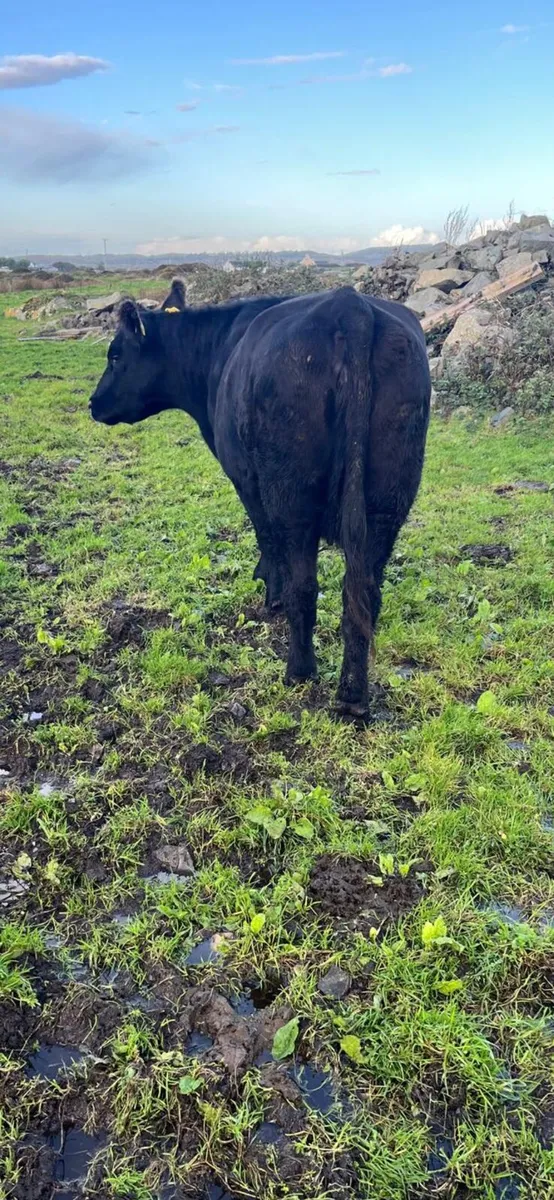 Pedigree Angus Cow for sale in Galway for €0 on DoneDeal