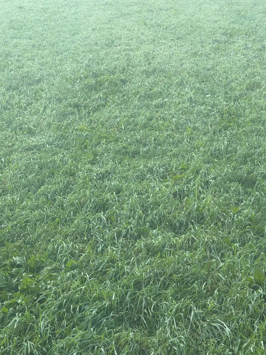 Silage for Sale