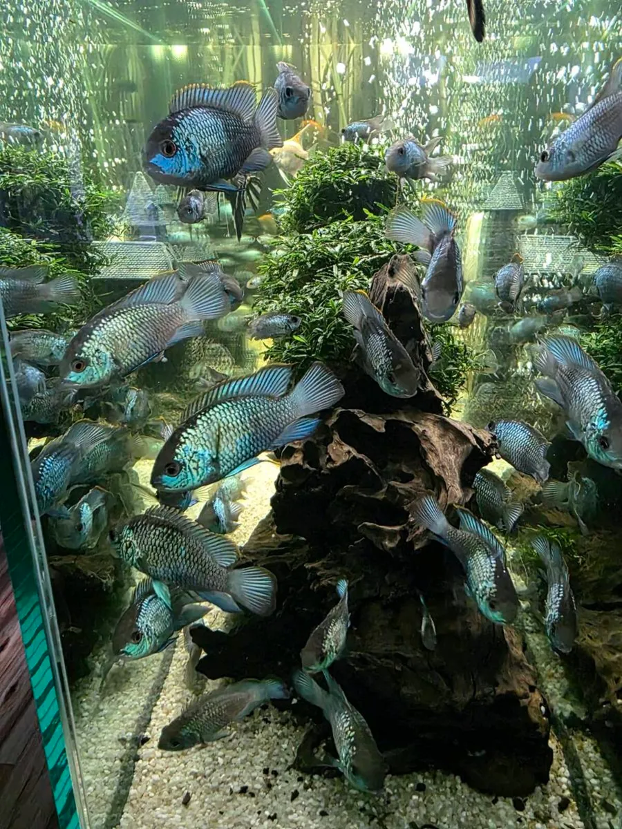 Electric Blue Acara Fish &food/ BiOrb Coral Reef - Image 2
