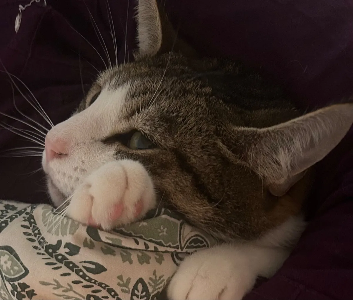 4 year old male tabby cat - free to a good home - Image 3