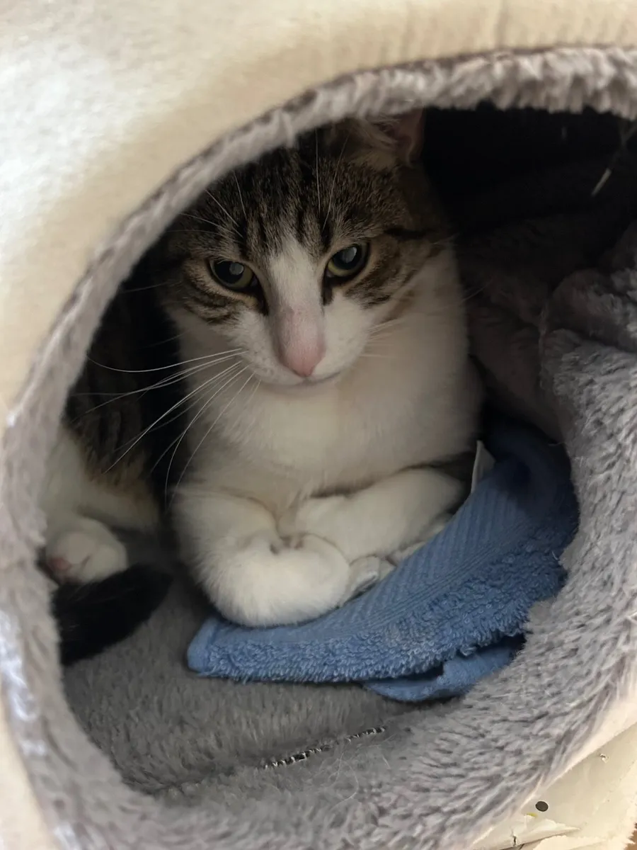 4 year old male tabby cat - free to a good home - Image 4