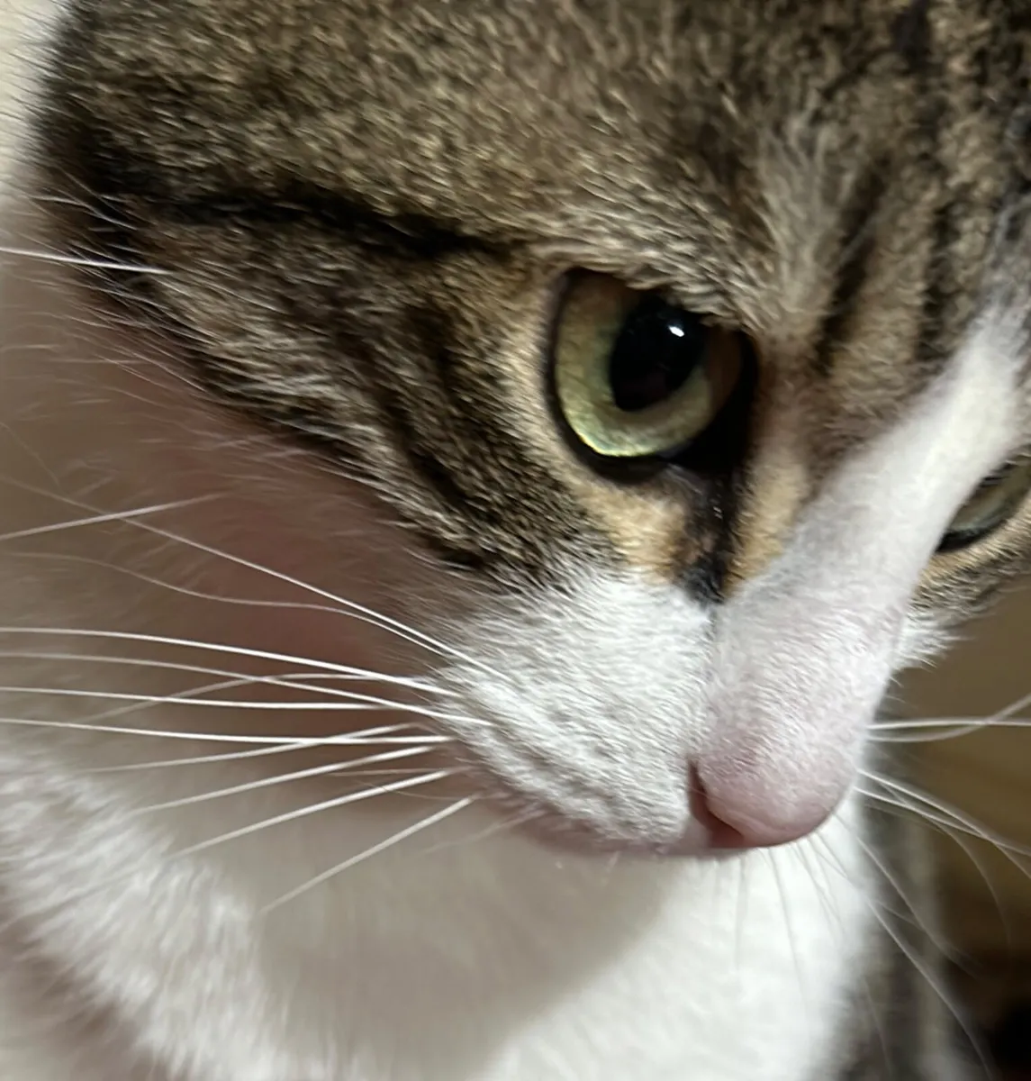4 year old male tabby cat - free to a good home - Image 1