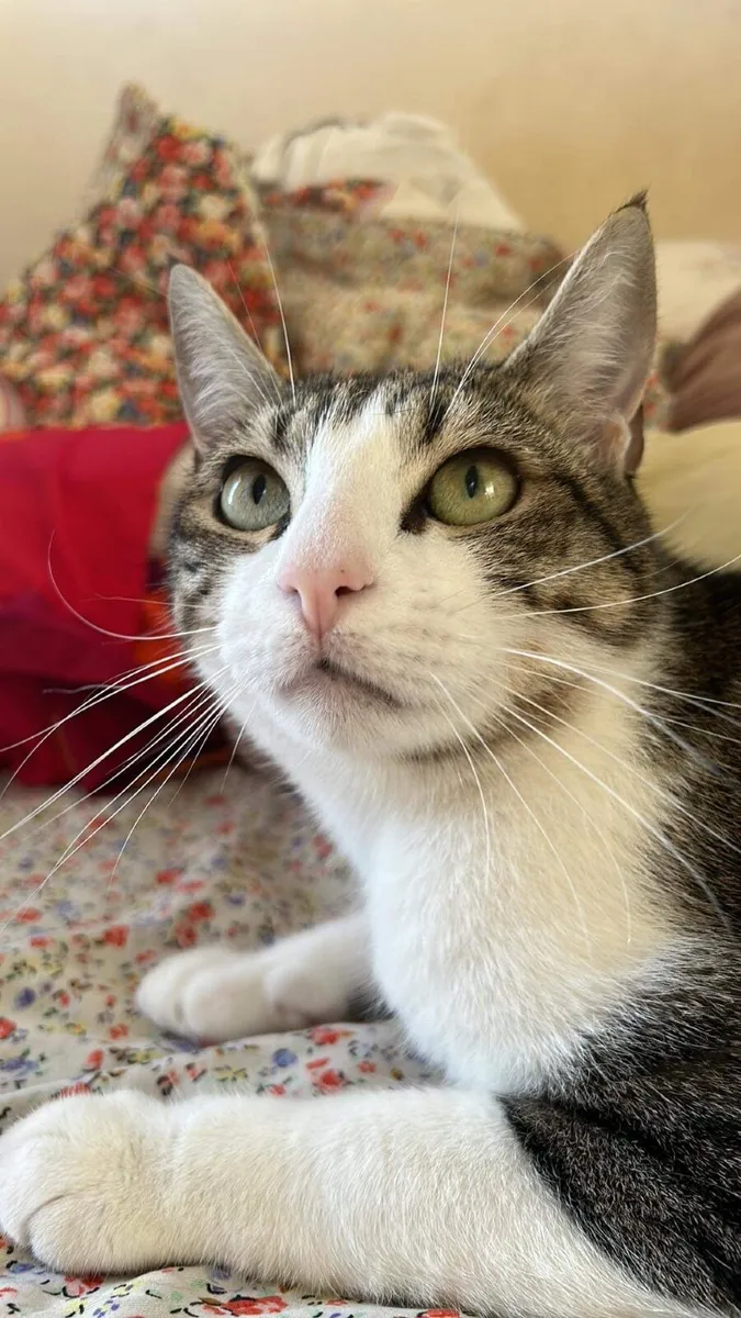 4 year old male tabby cat - free to a good home - Image 2