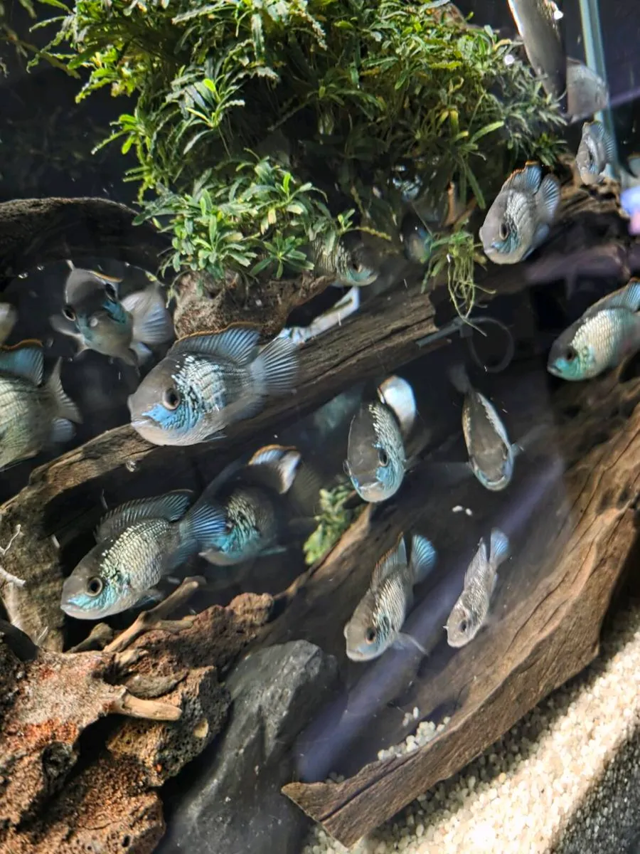 Electric Blue Acara Fish &food/ BiOrb Coral Reef - Image 3