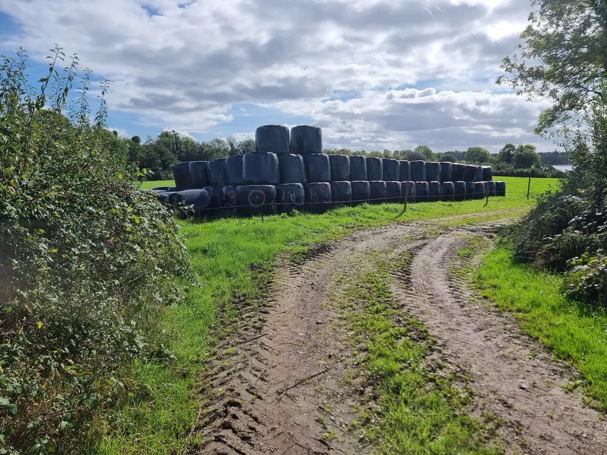Top Quality 1st cut Pit Silage & Bales - Image 4