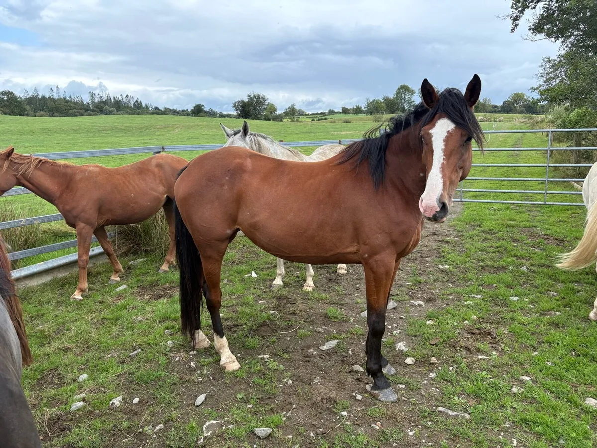 Selection of well bred horses for sale - Image 2