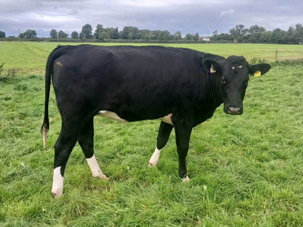 4 high ebi in calf heifers - Image 3