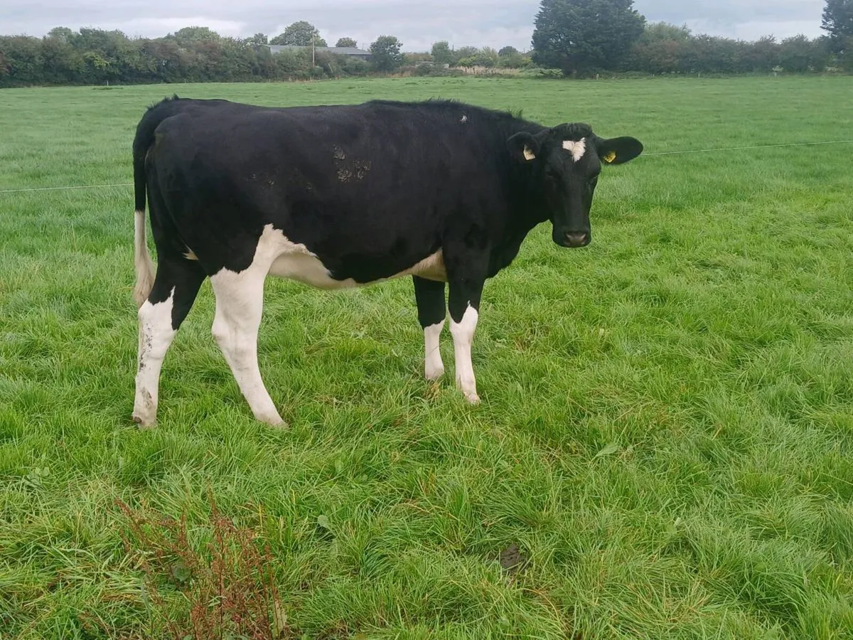 4 high ebi in calf heifers - Image 4