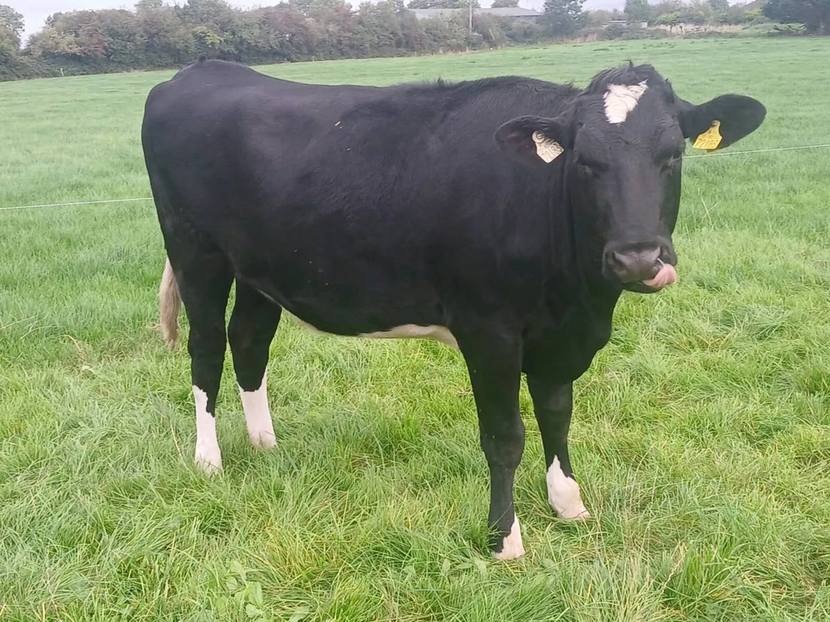 4 high ebi in calf heifers - Image 1