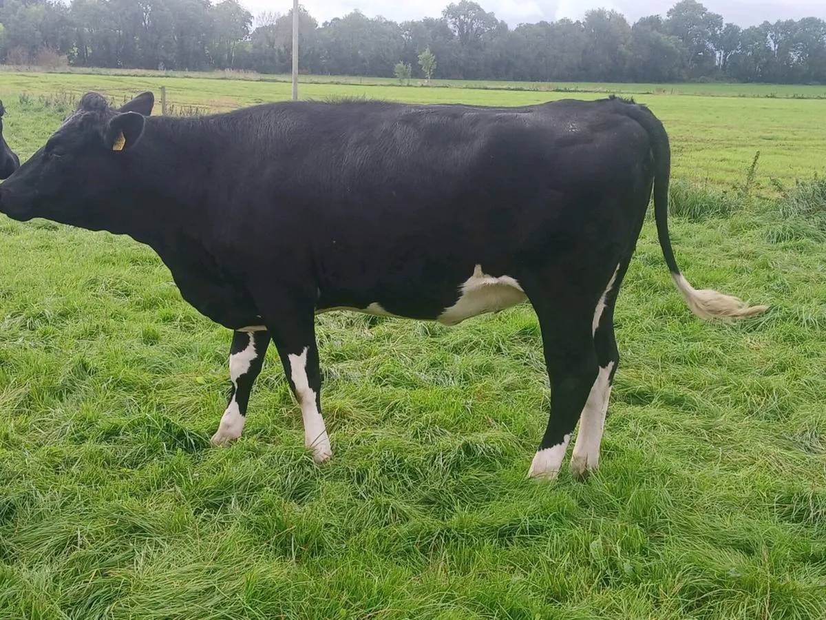 4 high ebi in calf heifers - Image 2
