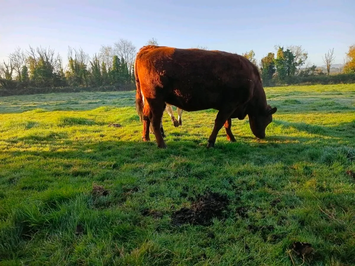 Incalf heifers - Image 1