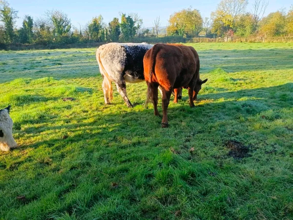 Incalf heifers - Image 2