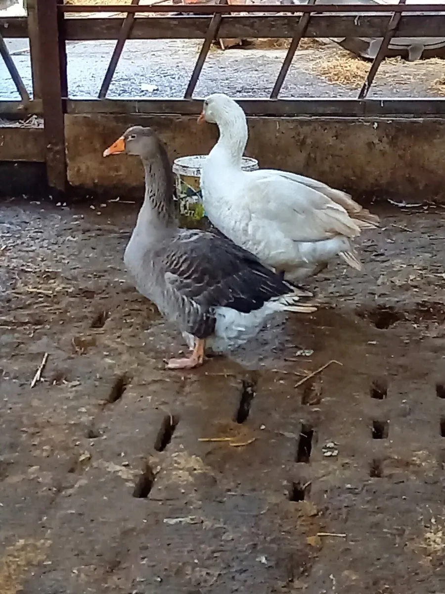 Pair of Breeding Geese - Image 2