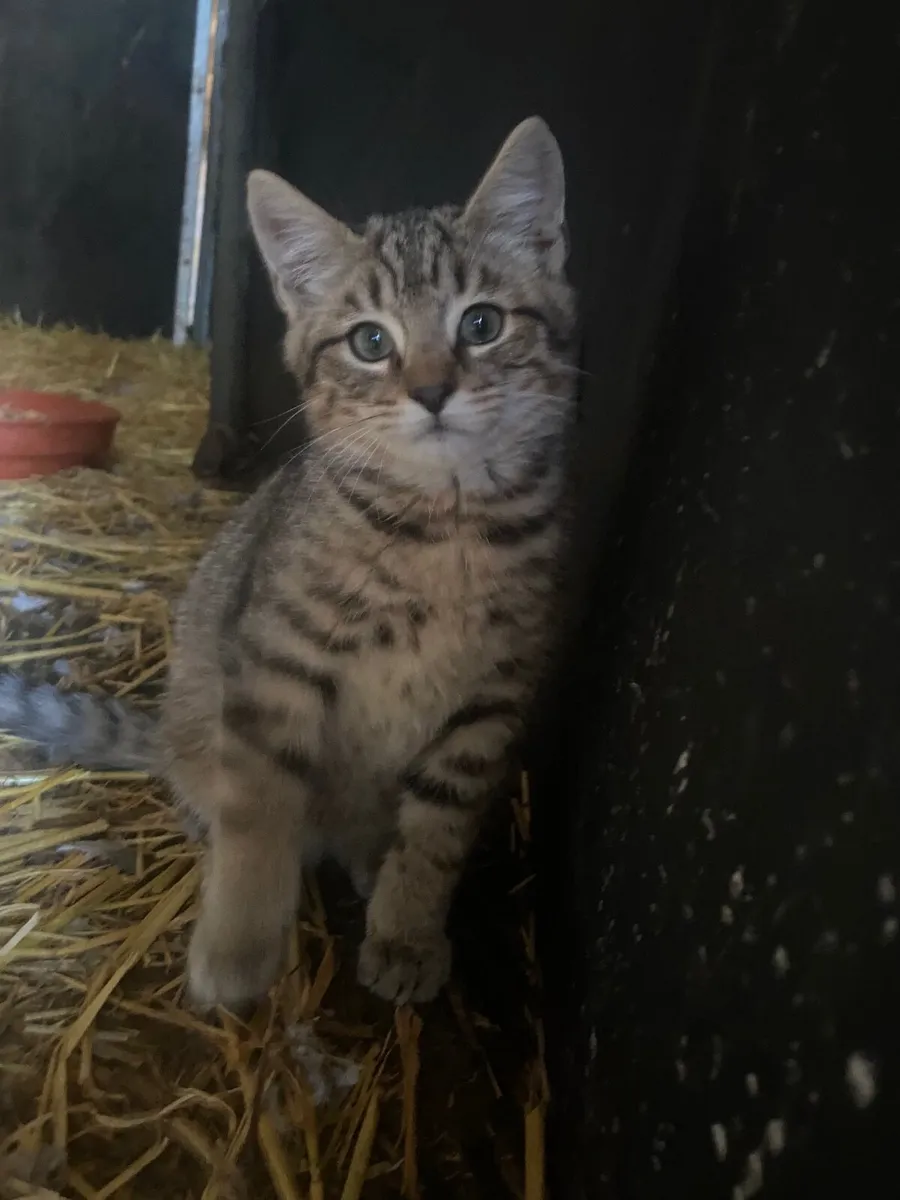 Kittens - Image 1
