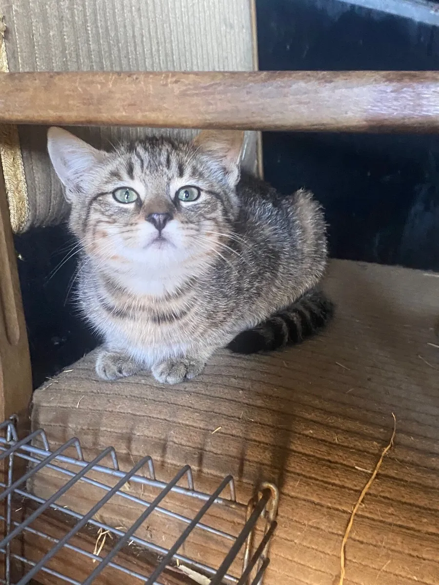 Kittens - Image 2