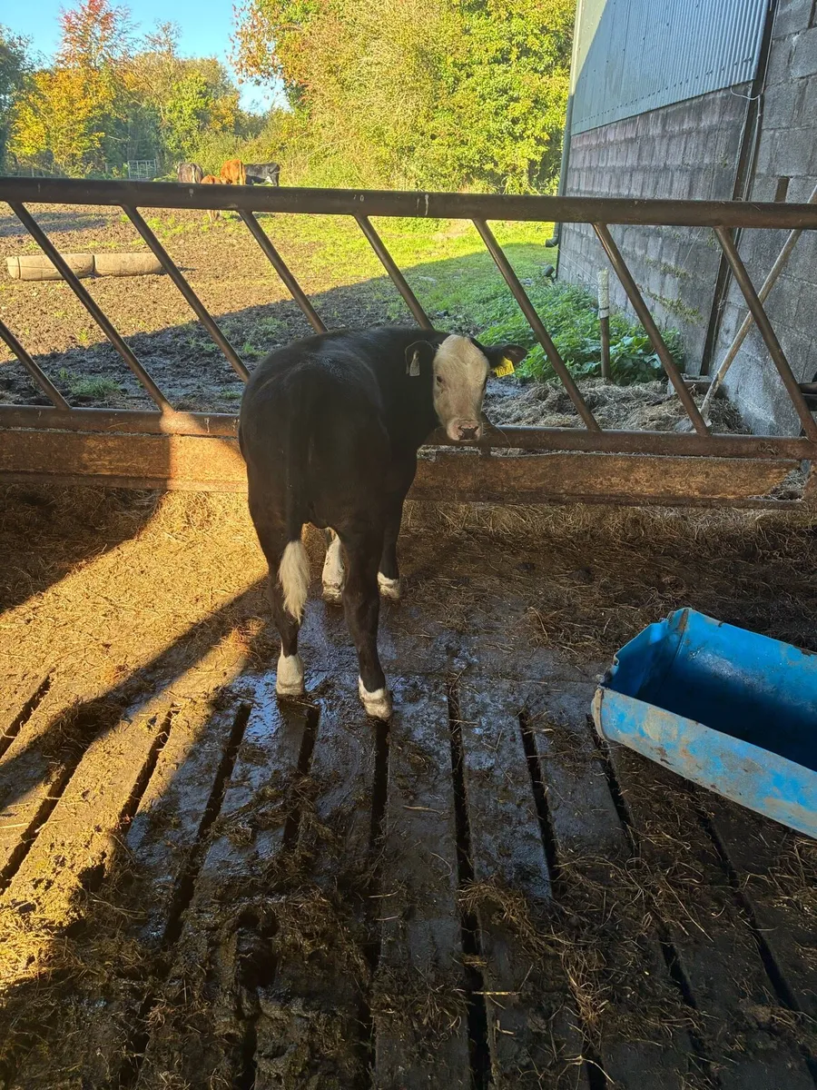 Calf - Image 1