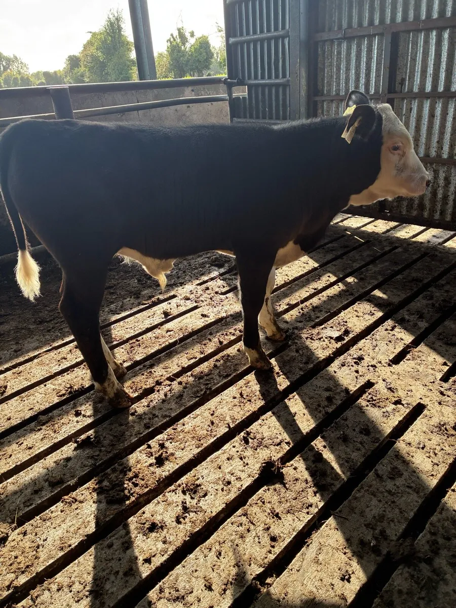 Calf - Image 2