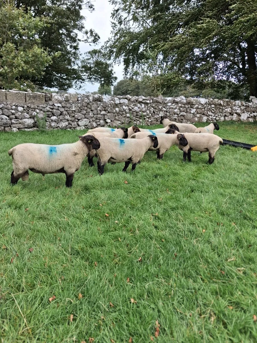 Suffolk Rams - Image 1