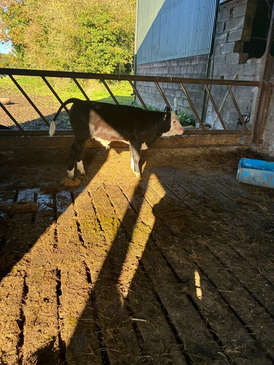 Calf - Image 3