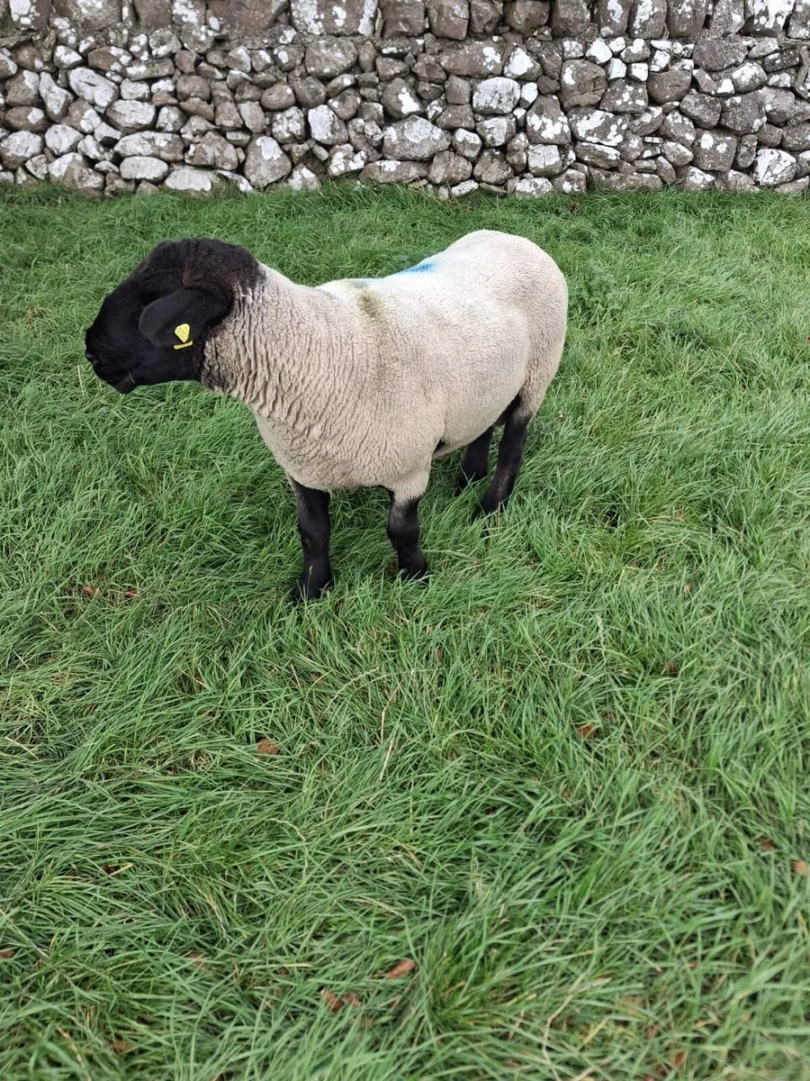 Suffolk Rams - Image 2