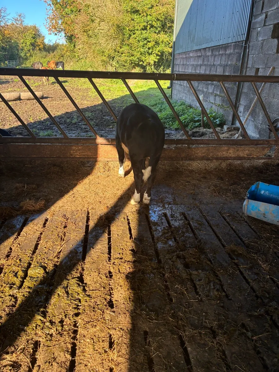 Calf - Image 4