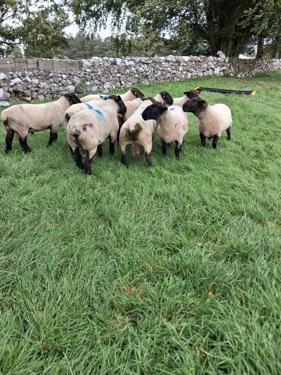 Suffolk Rams - Image 4