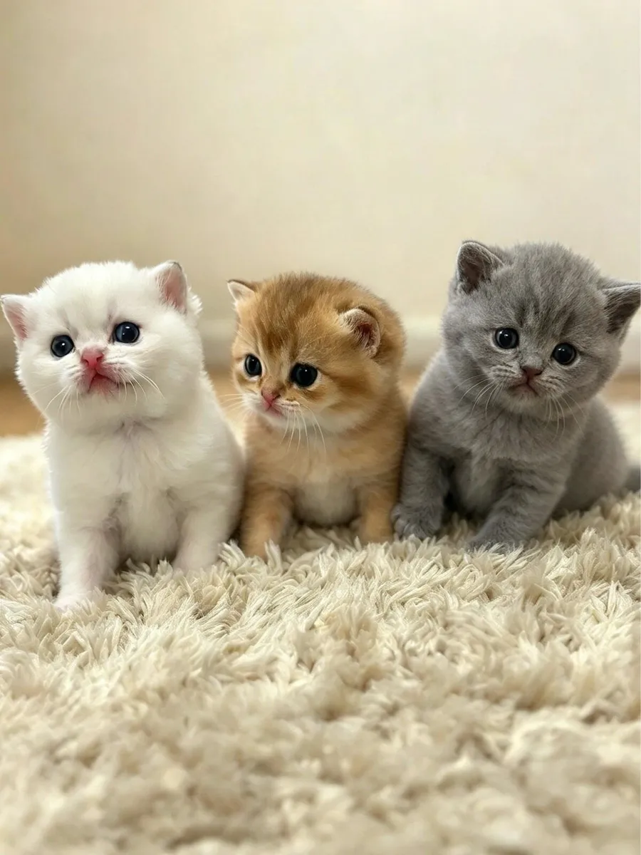 British Shorthairs - Image 2
