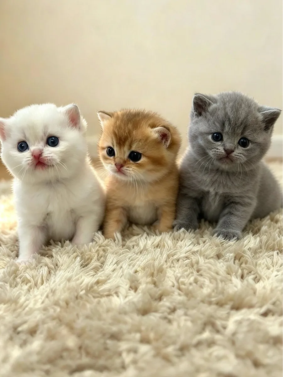 British Shorthairs - Image 3