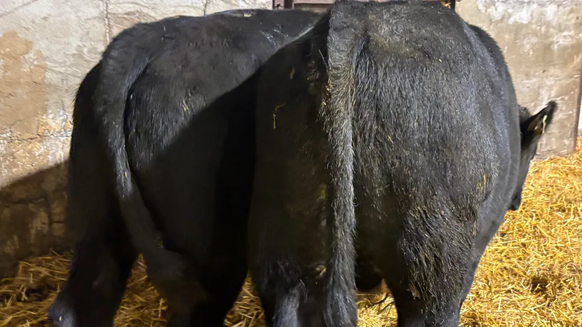 2 Suckler Bred Aberdeen Angus Bull Wealings - Image 4