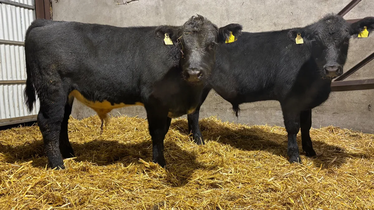 2 Suckler Bred Aberdeen Angus Bull Wealings - Image 3
