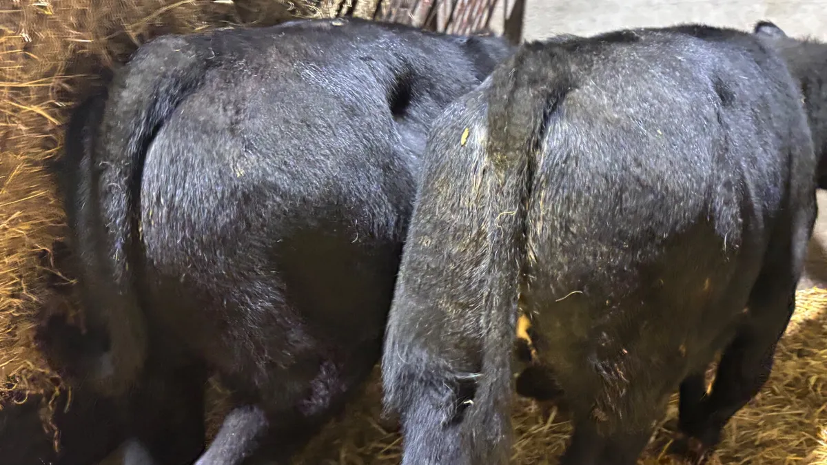2 Suckler Bred Aberdeen Angus Bull Wealings - Image 2