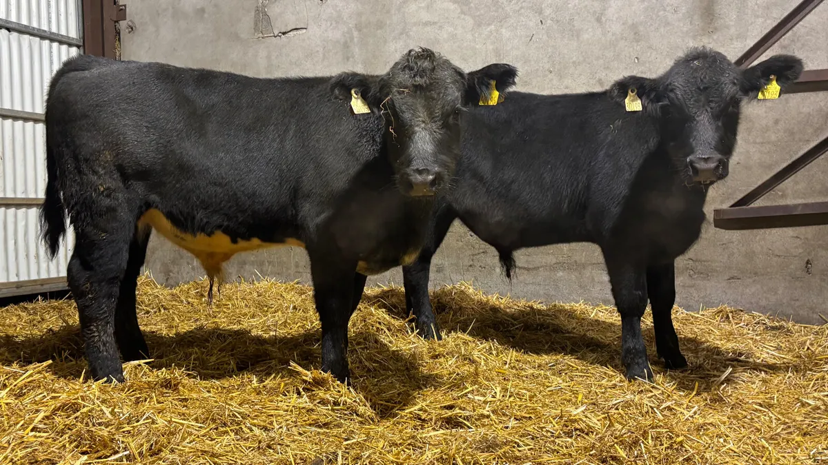 2 Suckler Bred Aberdeen Angus Bull Wealings - Image 1