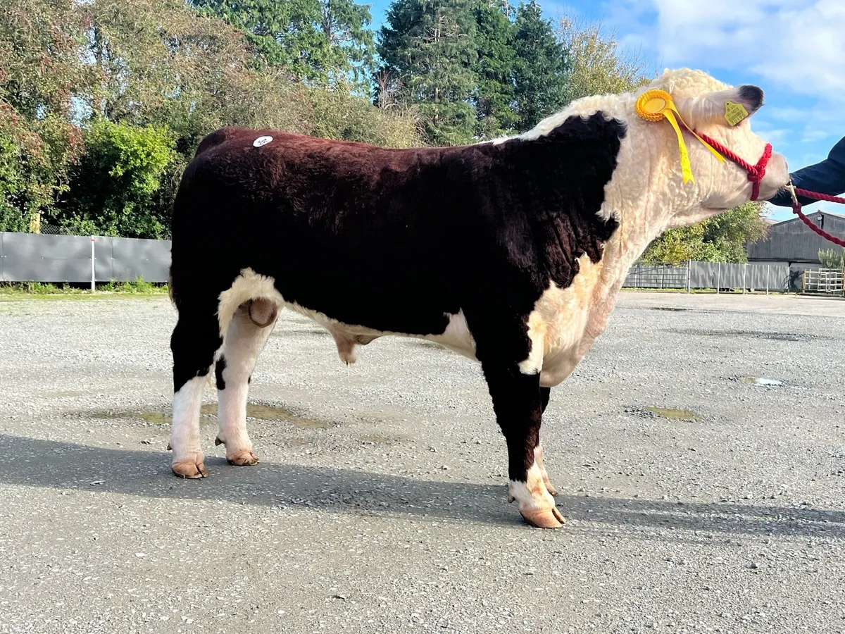 EASY CALVING Pedigree Hereford BULL - Image 1